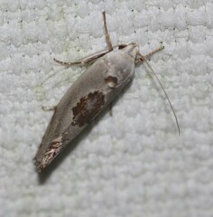 Tymbophora peltastis