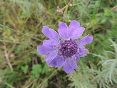 Scabiosa lachnophylla