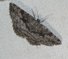 Hypomecis externaria