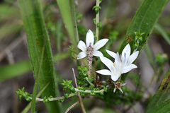 Wahlenbergia tenella