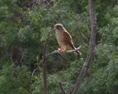 Falco tinnunculus canariensis