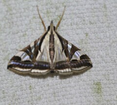 Agrioglypta excelsalis