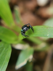 Euophryini