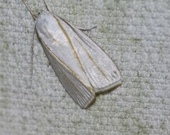 Cryptophasa flavolineata