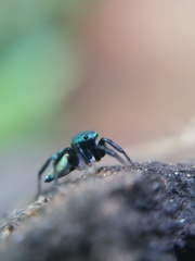 Euophryini