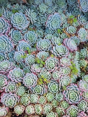 Echeveria elegans