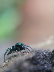 Euophryini