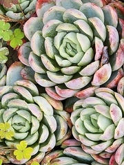 Echeveria elegans