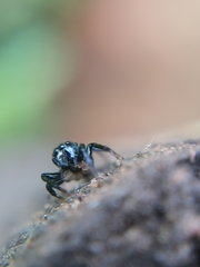Euophryini