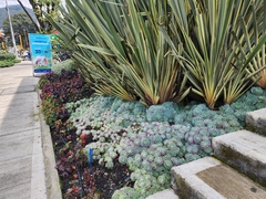 Echeveria elegans