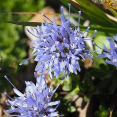 Jasione crispa