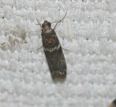 Ephestiopsis oenobarella