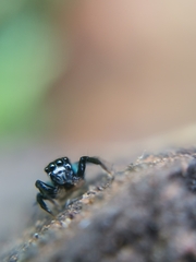 Euophryini