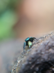 Euophryini