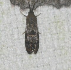 Pycnocera hypoxantha