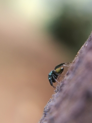 Euophryini