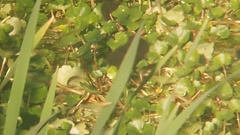 Hydrocotyle ranunculoides