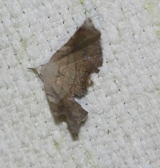 Esthlodora versicolor