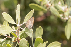 Satyrium saepium