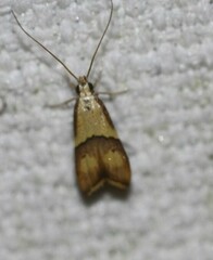 Crocanthes prasinopis