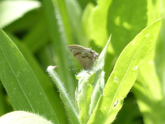 Rubroserrata ecbatana