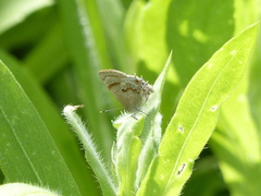 Rubroserrata ecbatana