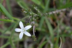Wahlenbergia tenella