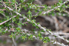 Wahlenbergia tenella