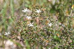 Wahlenbergia tenella