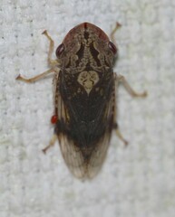 Stenocotis depressa
