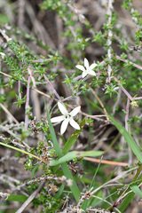 Wahlenbergia tenella