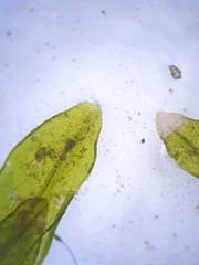 Orthotrichum sprucei