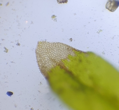 Orthotrichum sprucei