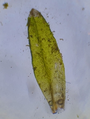Orthotrichum sprucei