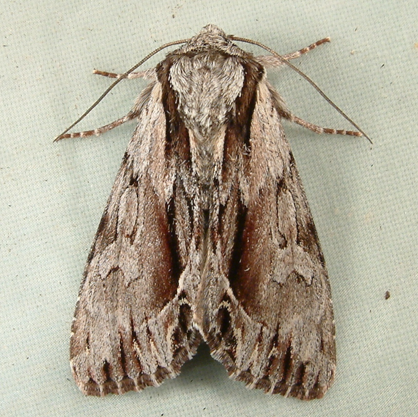 Hyppa