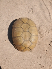 Kinosternon flavescens