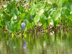 Pontederia azurea
