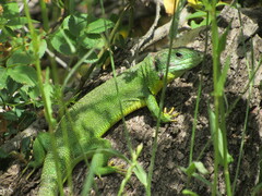 Lacerta trilineata