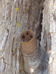 Nannotrigona testaceicornis