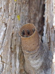 Nannotrigona testaceicornis