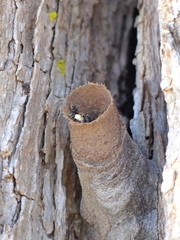 Nannotrigona testaceicornis