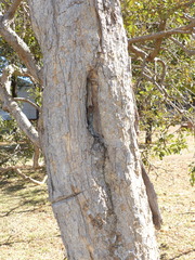 Nannotrigona testaceicornis