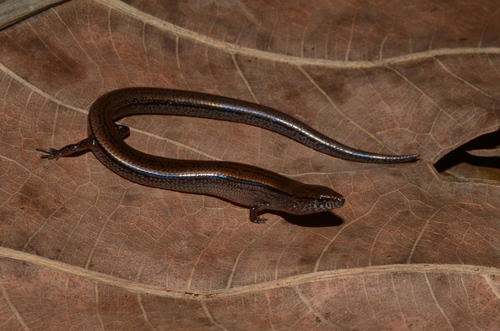 Sphenomorphus fragilis, 2015-03-13