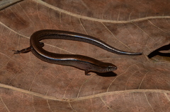 Sphenomorphus fragilis