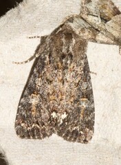 Melanchra pulverulenta