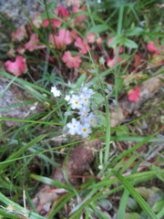 Myosotis ramosissima
