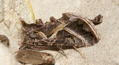 Autographa flagellum
