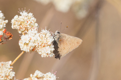 Satyrium saepium