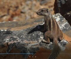 Atlantoxerus getulus