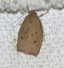 Prionocris protoxantha